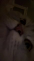 ASMR Cat Purring Close Up