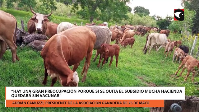 Vacunas contra la fiebre aftosa: “Muchos productores optarán por no vacunar si Nación no garantiza el subsidio”