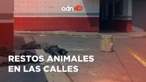 ¡Última Hora! Restos animales en bolsas de plástico sobre las calles de la Gustavo A. Madero