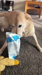 Dog Doesn't Want Help Opening Package