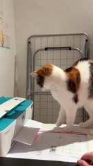 Cat Syncs With Printer