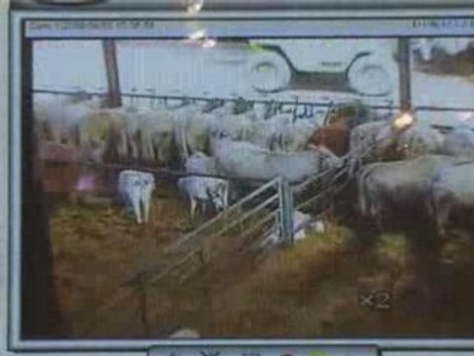 Nicolas Spirito, Agri vidéo system'