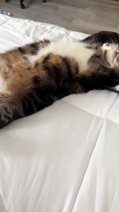 Cat Lays On His Back Exposing His Belly