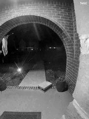 Porch Bird Panics Package Grabber