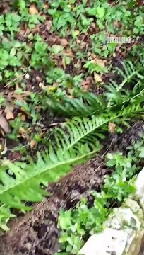 Moradores do Morro da Cruz se queixam de vazamento de água