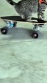 Kitten Shreds On Skateboard