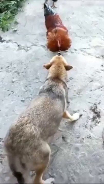 Funny Animals pt2