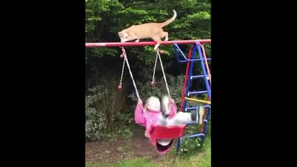 Funny dogs and cats moments 