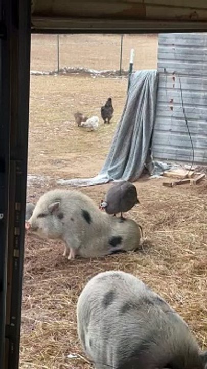 Guinea Fowl Acts as Hair Stylist for Mini Pig