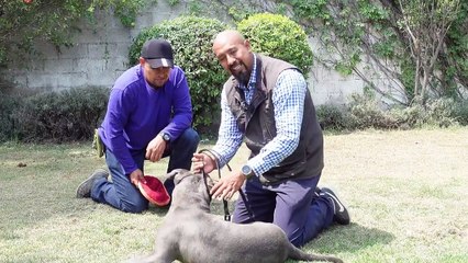 Download Video: COMO SALVAR LA VIDA DE TU PERRO ANTE EL ATAQUE DE UN PITBULL