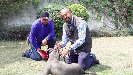 COMO SALVAR LA VIDA DE TU PERRO ANTE EL ATAQUE DE UN PITBULL