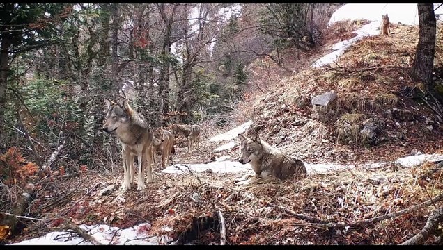 Vivre avec les loups (2023) - Bande annonce