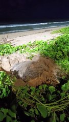 Vídeo flagra desova de tartarugas em Cruz das Almas