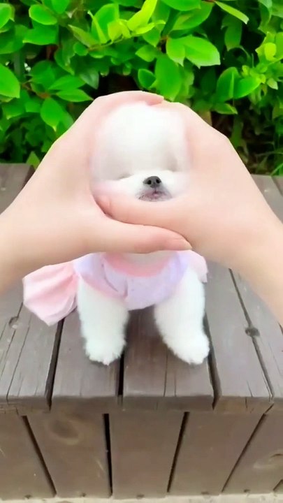 New cute dog video  new mini dogs love videos
