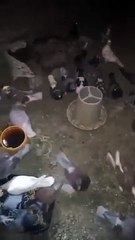 تربية الحمام في المنزل