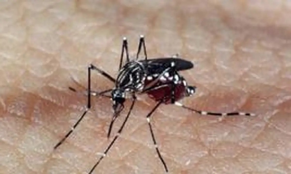 Após confirmar 2ª morte de dengue na PB em 2024, Secretaria de Saúde anuncia 1º óbito por chikungunya