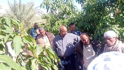 حماية محصول المانجو من المخاطر: رش المبيدات في وقت التزهيردكتور/السيد قاعود