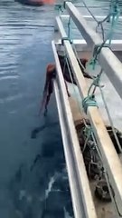 Unique Fish with quran recitation with english translation