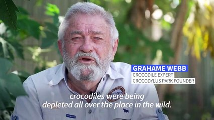 From the brink of extinction to Australia's croc 'paradise'