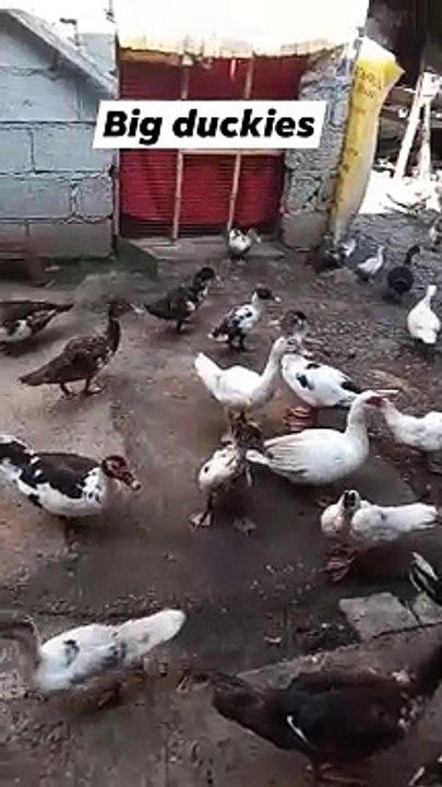 My Duckies