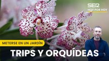  Trips: insectos que impiden que las plantas tengan flores | Meterse en un jardín, con Eduardo Barba