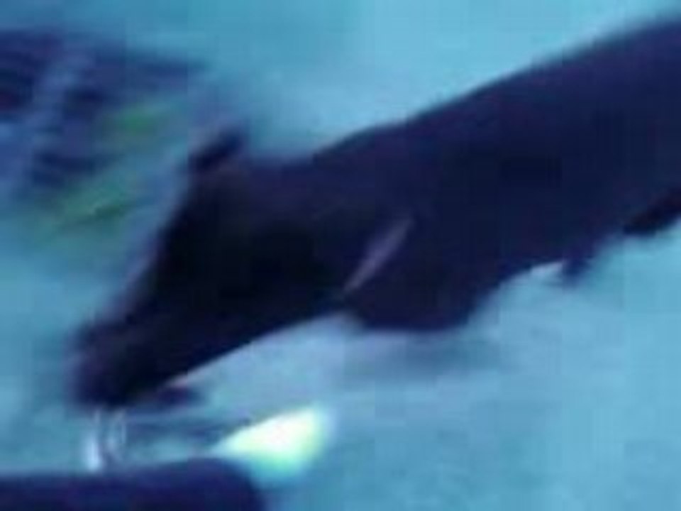 Shadow 1 (3)