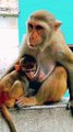Monkey Shorts Video, Funny Monkey Video, Animal's Shorts, Animals Funny video, Monkey Viral Video #Animals#Wildanimals