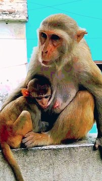 Monkey Shorts Video, Funny Monkey Video, Animal's Shorts, Animals Funny video, Monkey Viral Video #Animals#Wildanimals