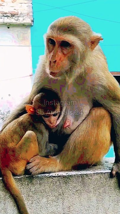 Monkey Shorts Video, Funny Monkey Video, Animal's Shorts, Animals Funny video, Monkey Viral Video #Animals#Wildanimals