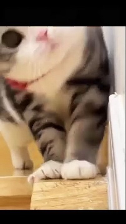 cat Cutest thing you'll see today