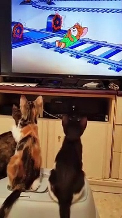 cat Cutest thing you'll see today