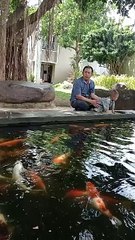 "Pesta Keceriaan di Bawah Permukaan: Eksplorasi Ikan Hias di Destinasi Wisata"