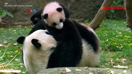 Pemulihan Diplomasi Panda Mulai Dilaksanakan