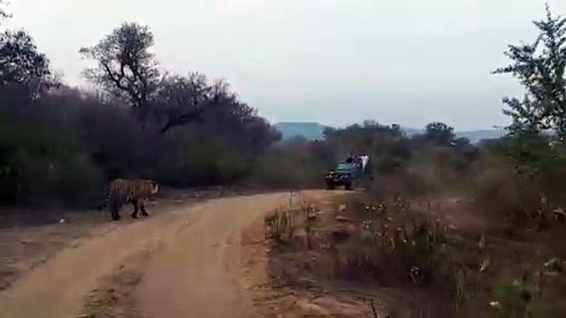 सरिस्का में बाघ आने के कारण जिप्सी करीब आधा किलोमीटर चली बैक गियर में, देखें ये वीडियो