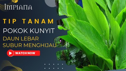 Tip Tanam Pokok Kunyit, Daun Lebar Subur Menghijau