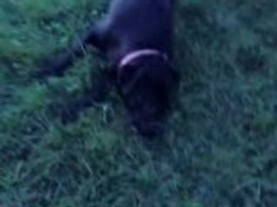 Shadow 1 (5)