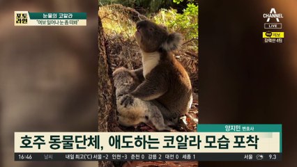 “여보 일어나 눈 좀 떠봐”…숨진 암컷과 ‘마지막 포옹’
