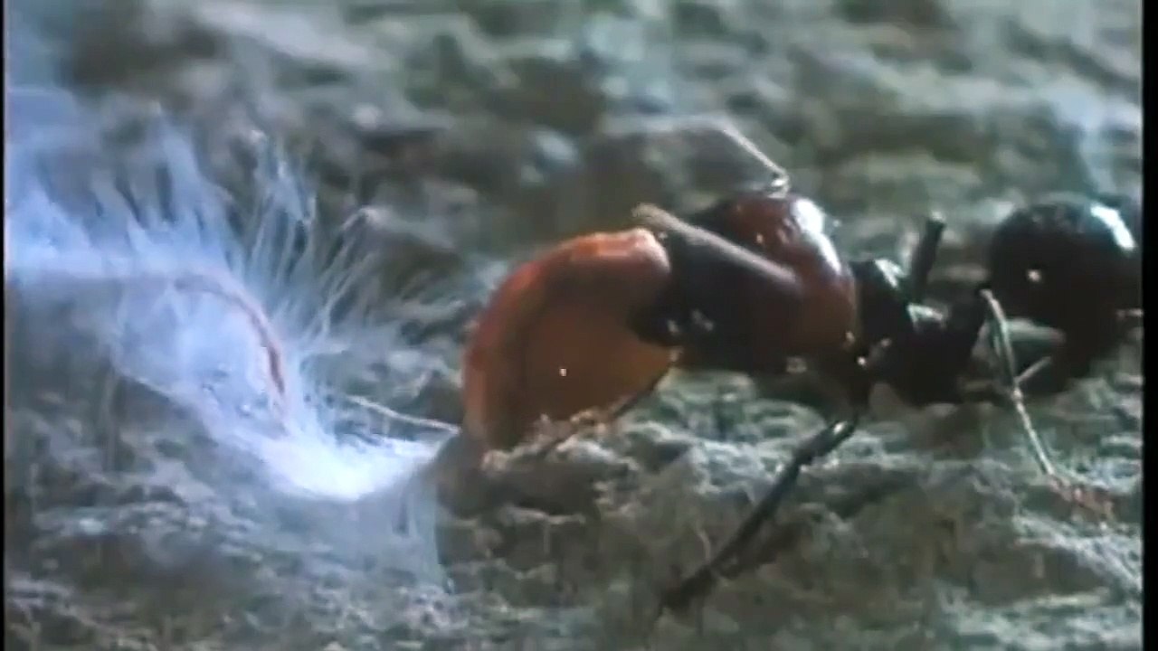 Microcosmos, le peuple de l'herbe (1996) - Bande annonce