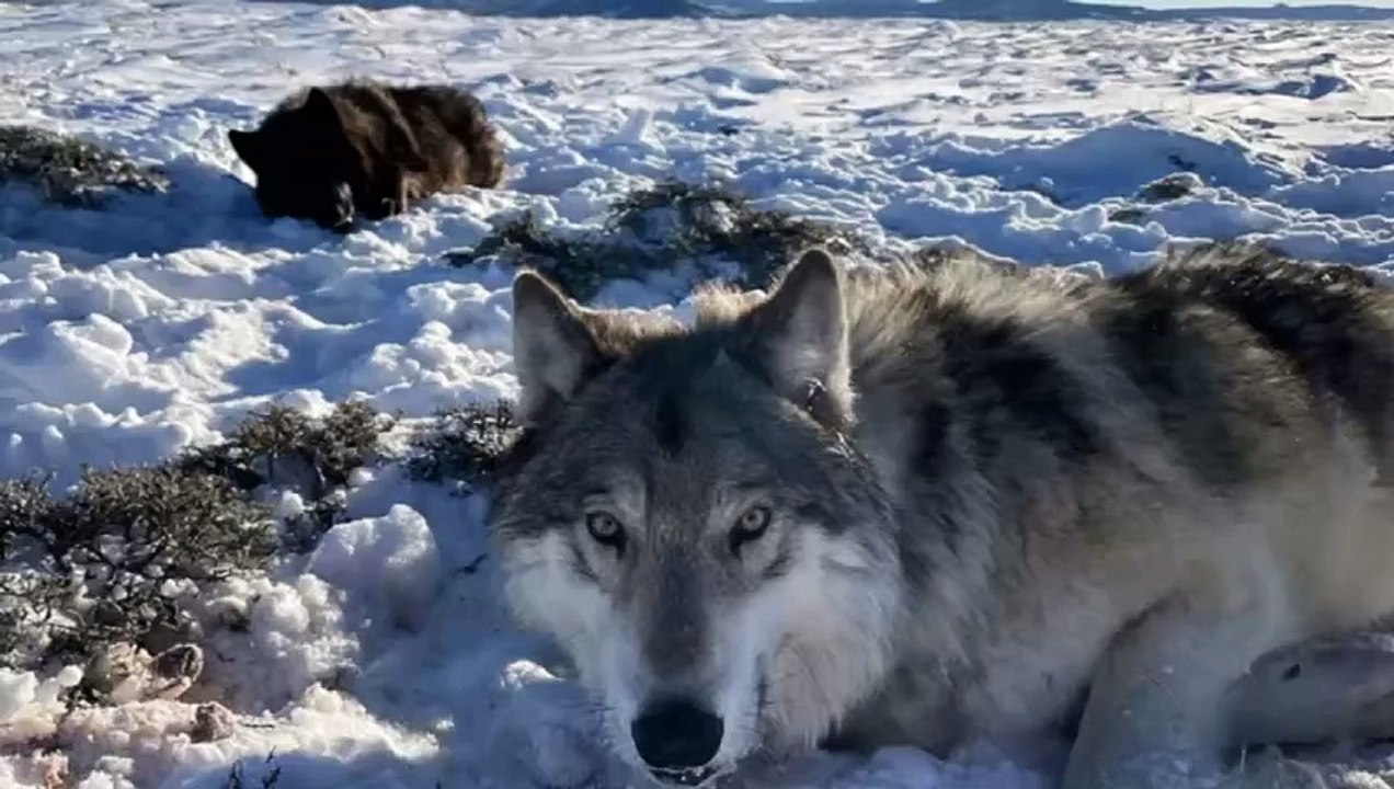 Map Shows Plans to Bring Wolves Back to Colorado