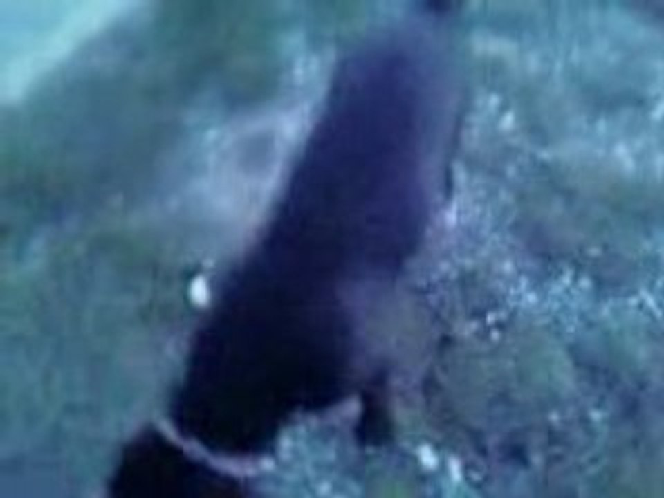 Shadow 1 (7)