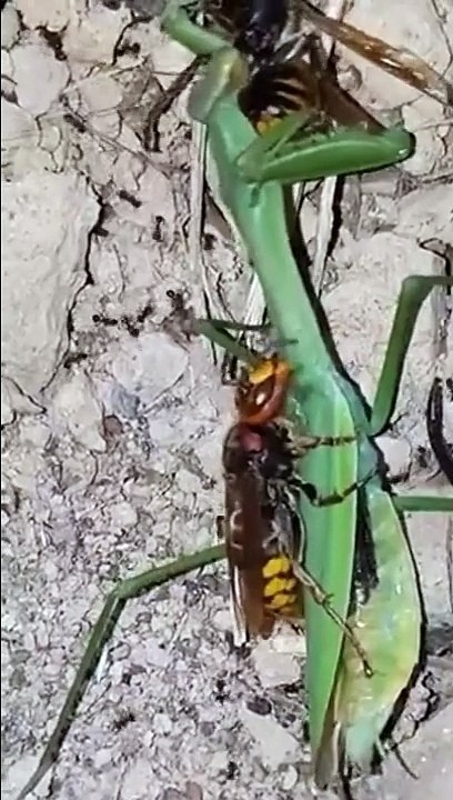 Mante religieuse VS Guêpes