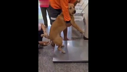 Скачать видео: Ce chien va détester le veterinaire pour toute sa vie