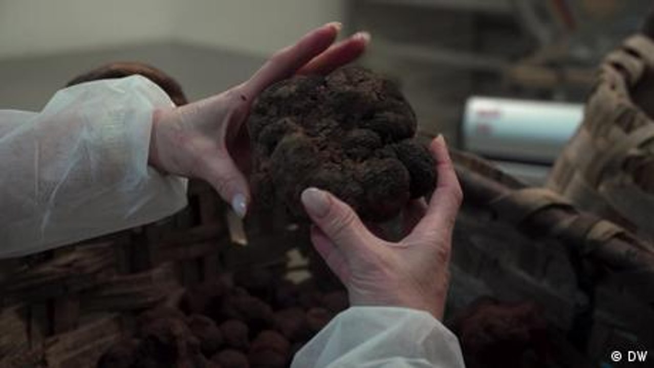 Trüffel – Italien weißes Gold