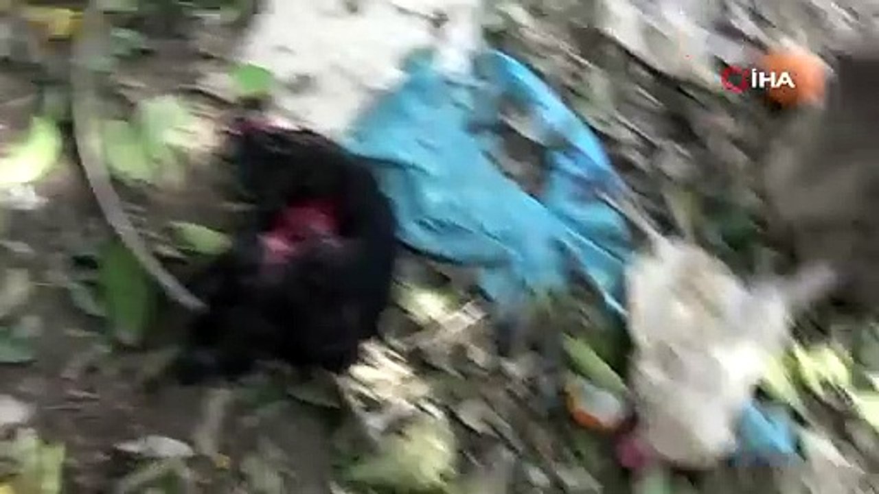 Başıboş kurt köpekleri kümesteki tavukları telef etti