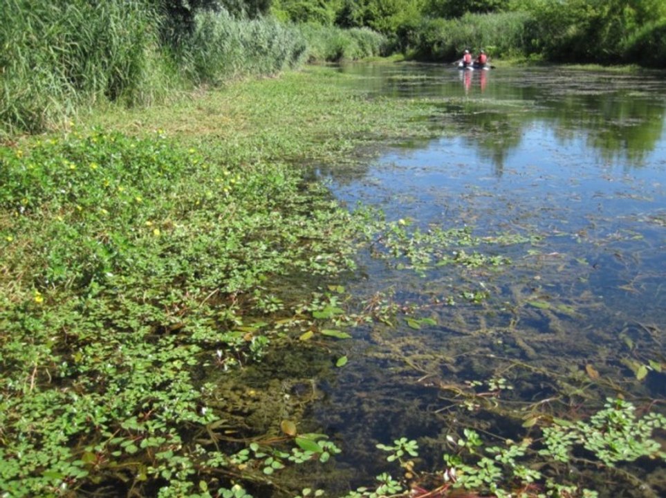 Le fleuve Rhône est une source de vie pour des communautés d'êtres vivants