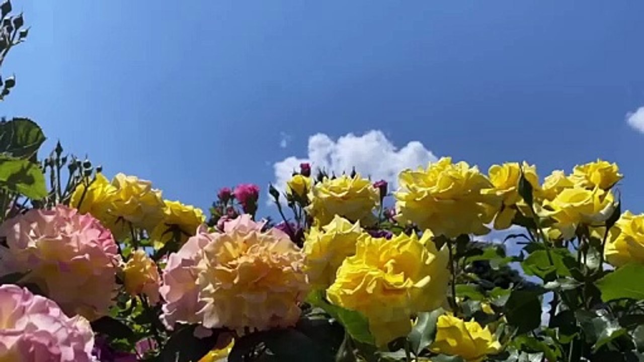 Discovering Nature's Wonders: 20 Fascinating Facts About Bizarre and Beautiful Plants