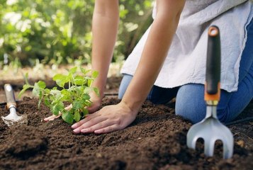 Potager : voici le calendrier des fruits et légumes à planter en mars