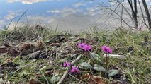 Bolu'da mevsimler karıştı: Bir tarafta kayak diğer tarafta bahar çiçekleri