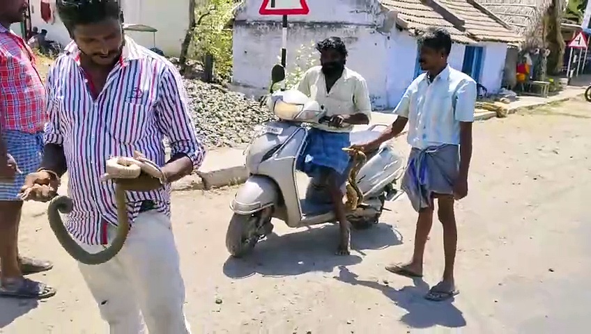 அழையா விருந்தாளியாக வீட்டிற்கு வந்த பாம்புகள்; அசால்டாக கையில் எடுத்து சென்று வழி அனுப்பிய இளைஞர்கள்