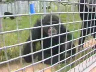 Air Force Space Program Chimpanzees